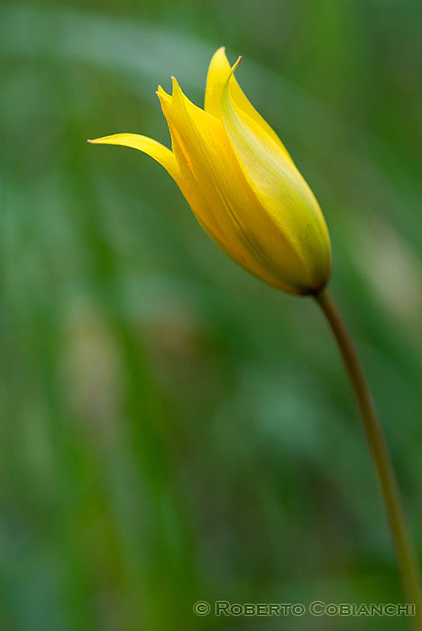 Tulipa sylvestris / Tulipano selvatico dei campi